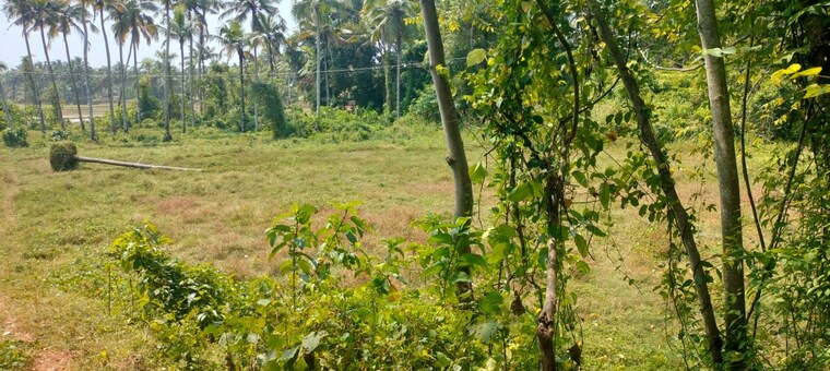 Garden, kaiparambu jn  36154 Sq.Ft. Plot In Kaiparambu jn Thrissur 9587057