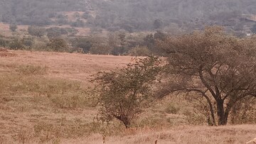 Plot Area in  Plot at Nasrapur – for Sale