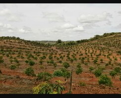 Plot For Sale in Samooha Golden Gate