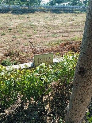 Plot Area in  Plot at Beawar Road – for Sale