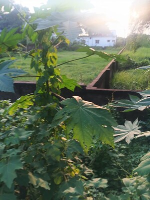  Plot For Sale in Rajpur Chowhati