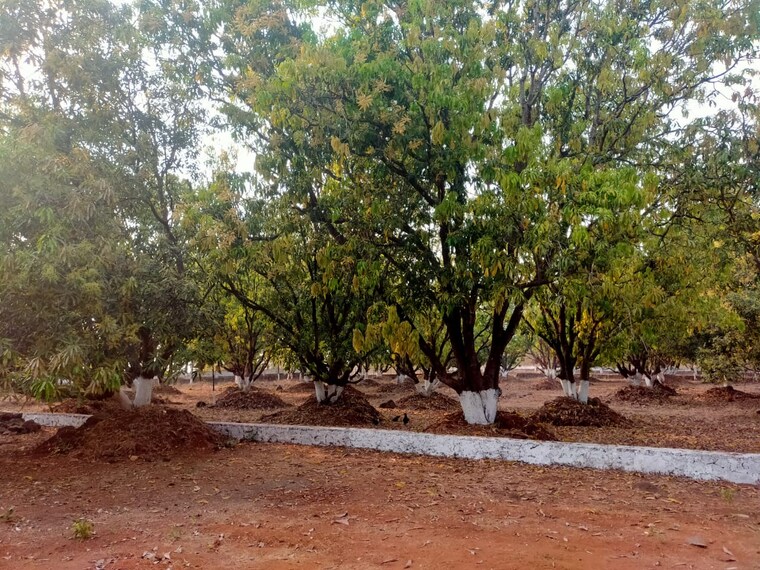 undefined, pali  12 Acre Plot In Pali Navi Mumbai 9596308