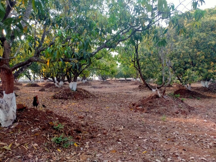 undefined, pali  12 Acre Plot In Pali Navi Mumbai 9596308