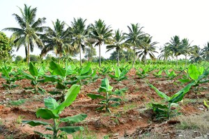  Plot For Sale in Kutta