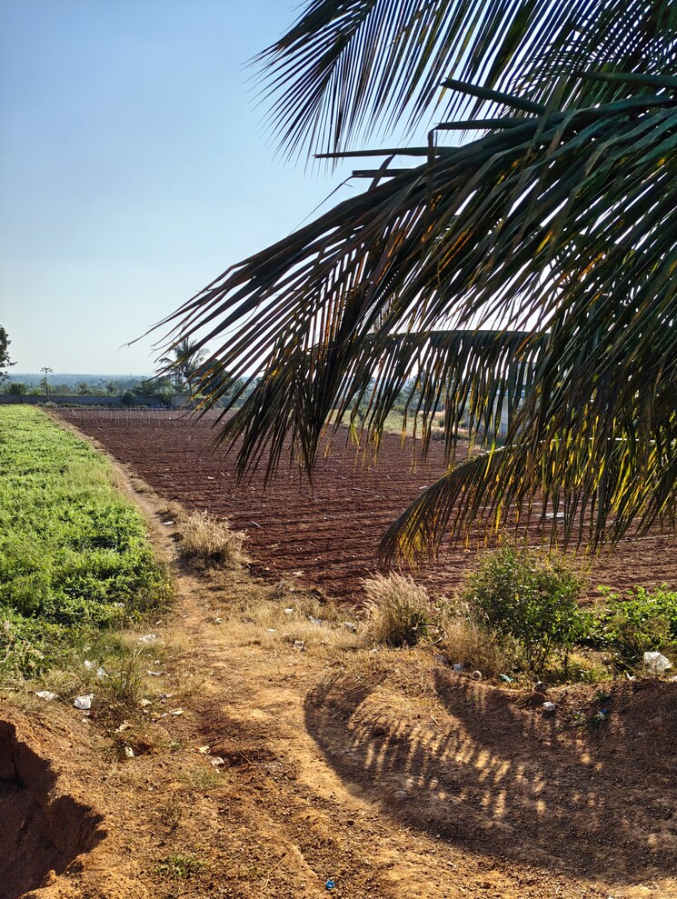 undefined, devanahalli  1500 Sq.Yd. Plot In Devanahalli Bangalore 9608151