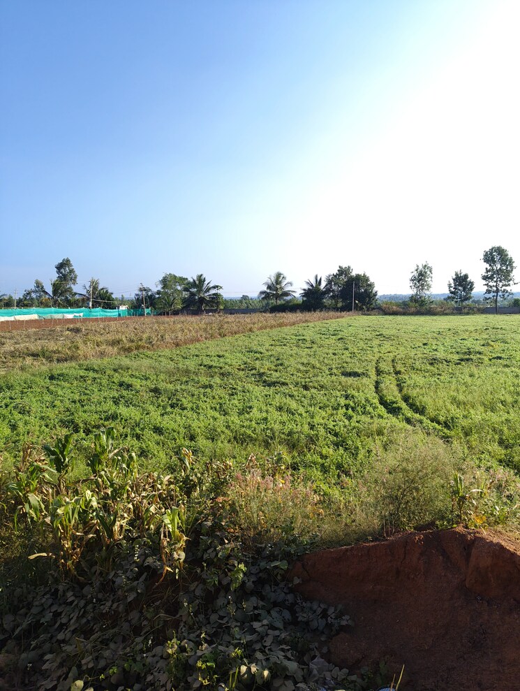 undefined, devanahalli  1500 Sq.Yd. Plot In Devanahalli Bangalore 9608151