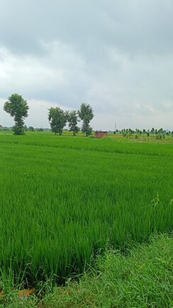 Plot For Sale in Parsa