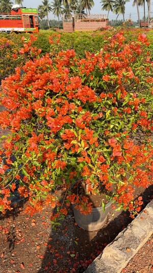  Plot – Garden View at Bhogapuram - for Sale