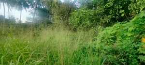 Plot Area in  Plot at Chembukkav – for Sale