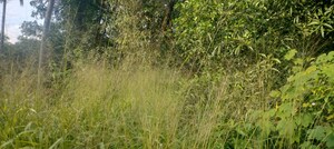 Plot Area in  Plot at Chembukkav – for Sale