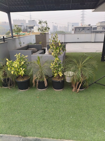 Balcony in 3 BHK Builder Floor at Dlf Phase ii – for Rent