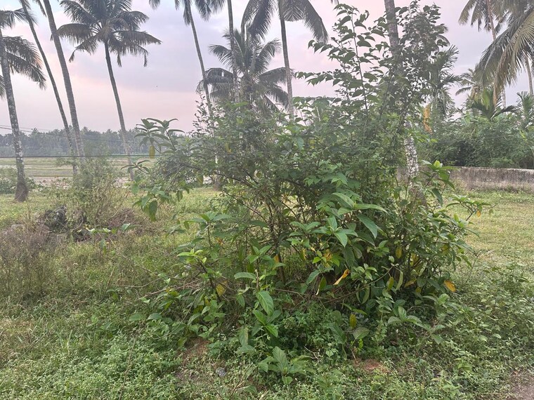 Garden, olarikara  4356 Sq.Ft. Plot In Olarikara Thrissur 9640684
