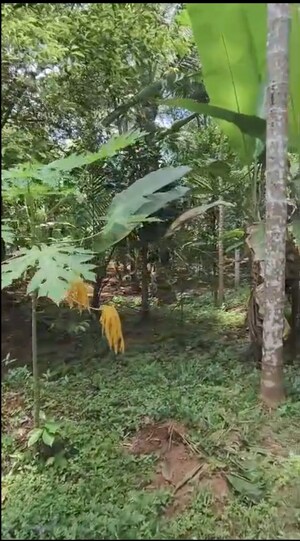 Plot Area in  Plot at Mannuthy – for Sale