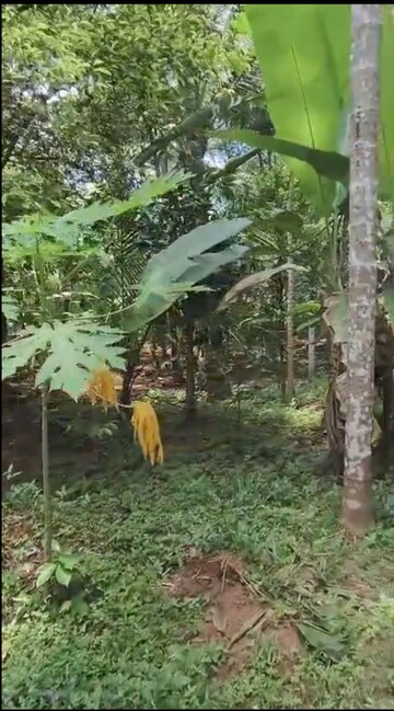 Plot Area in  Plot at Mannuthy – for Sale