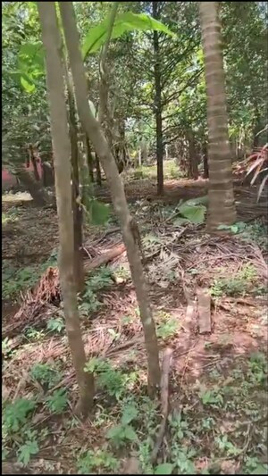 Plot Area in  Plot at Mannuthy – for Sale