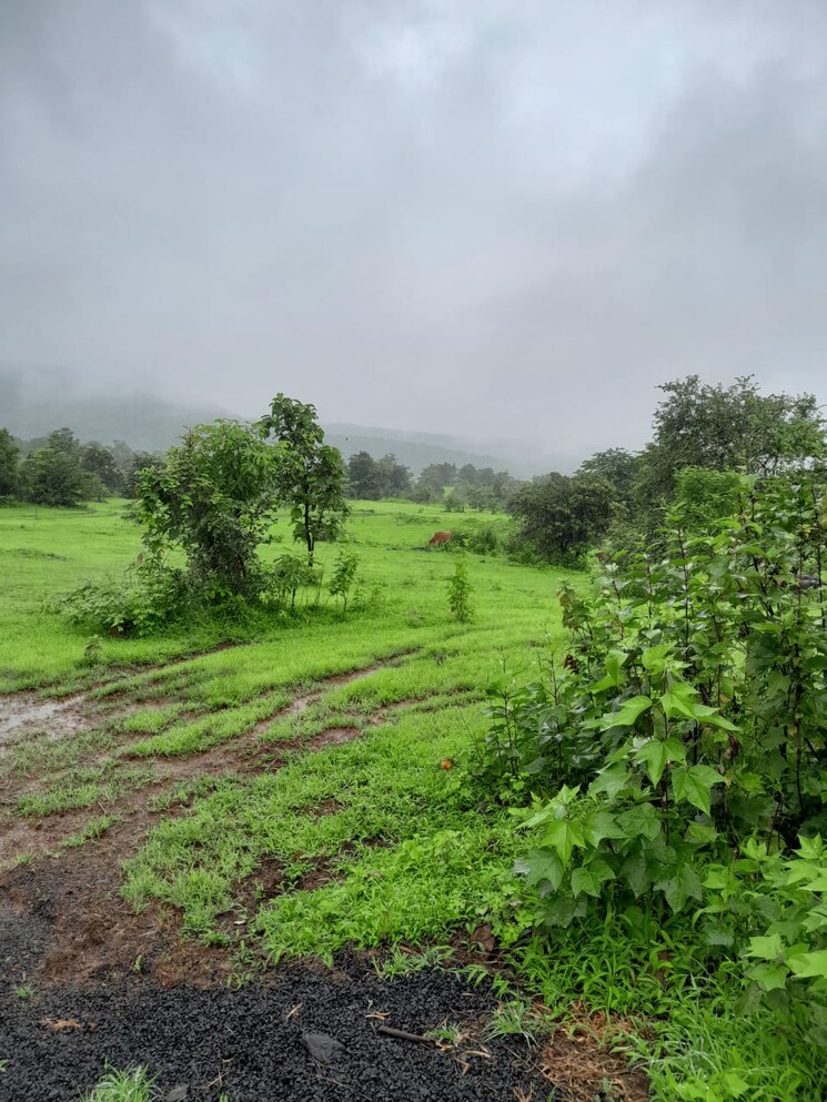 Garden, dapoli  7 Acre Plot In Dapoli Ratnagiri 9646068