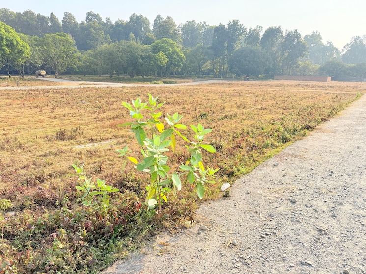 undefined, badripur  200 Sq.Yd. Plot In Badripur Dehradun 9651440