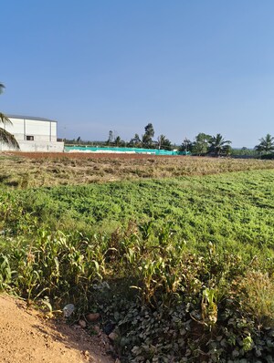 Plot Area in  Plot at Devanahalli – for Sale