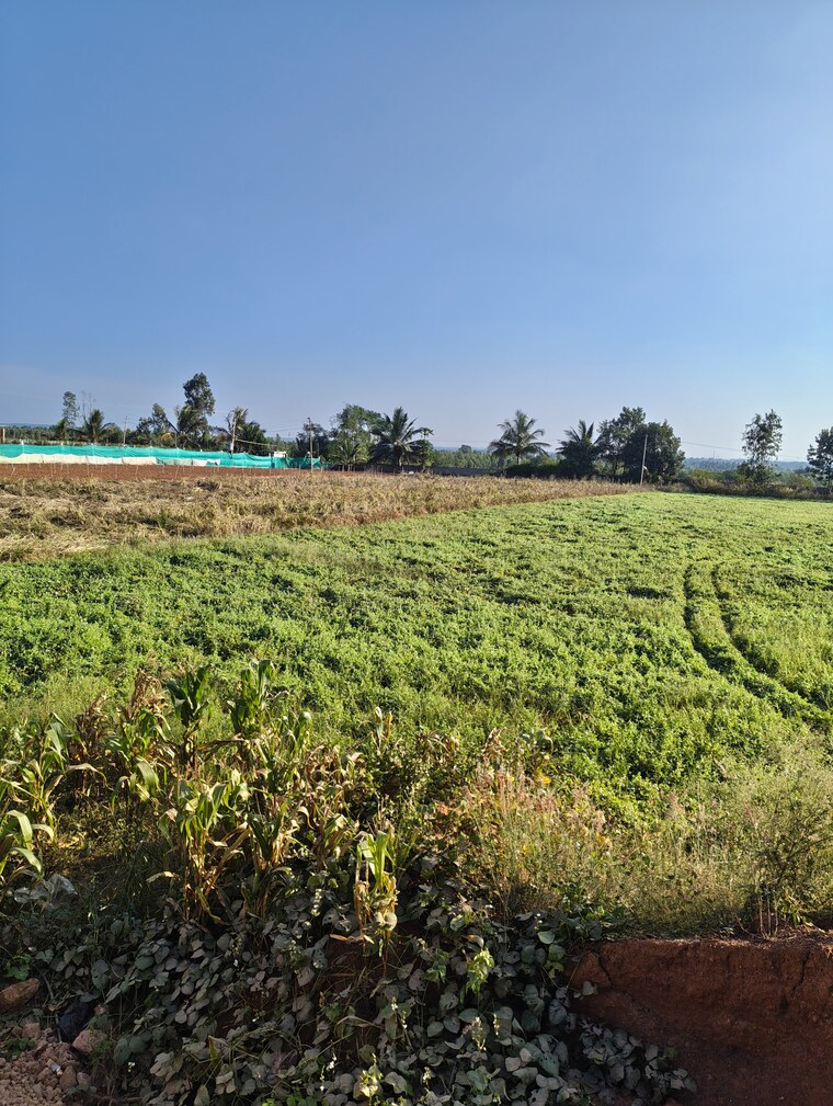 undefined, devanahalli  2400 Sq.Yd. Plot In Devanahalli Bangalore 9653122
