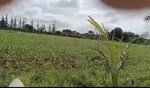 25 Acre Land in Krnkr Mango Farm Land In 