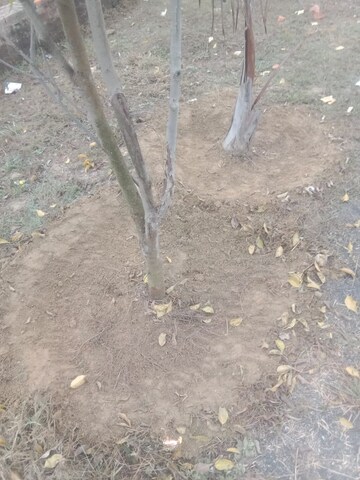 Plot Area in  Plot at Raebareli Road – for Sale