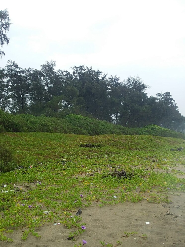 undefined, vengurla Commercial Land 25 Acre In Vengurla Sindhudurg 9665126
