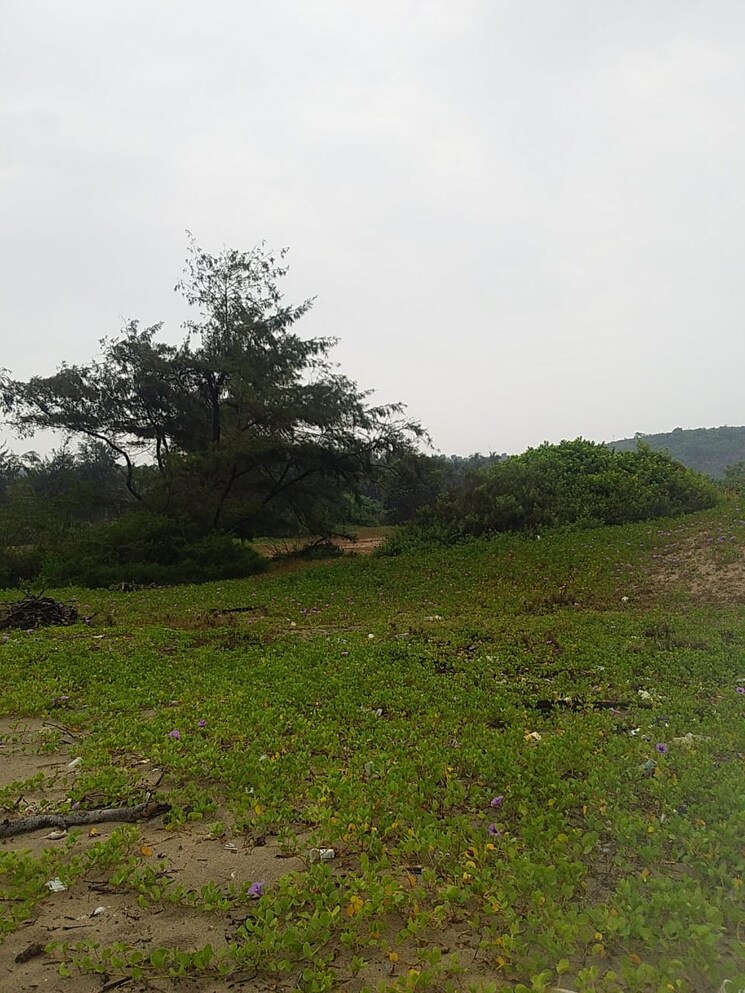 undefined, vengurla Commercial Land 25 Acre In Vengurla Sindhudurg 9665126