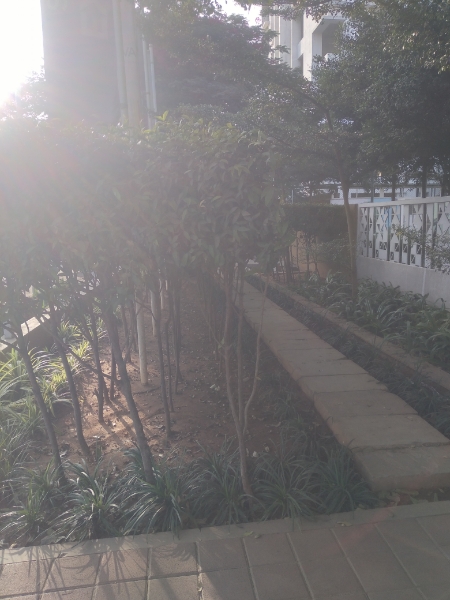 2 BHK Apartment For Rent in Salarpuria Sattva Exotic