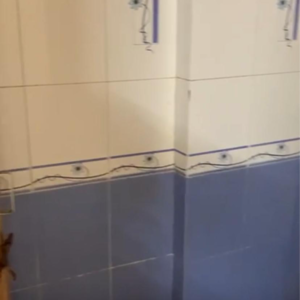 2 BHK Apartment For Rent in Aristo Heights, Phase 1