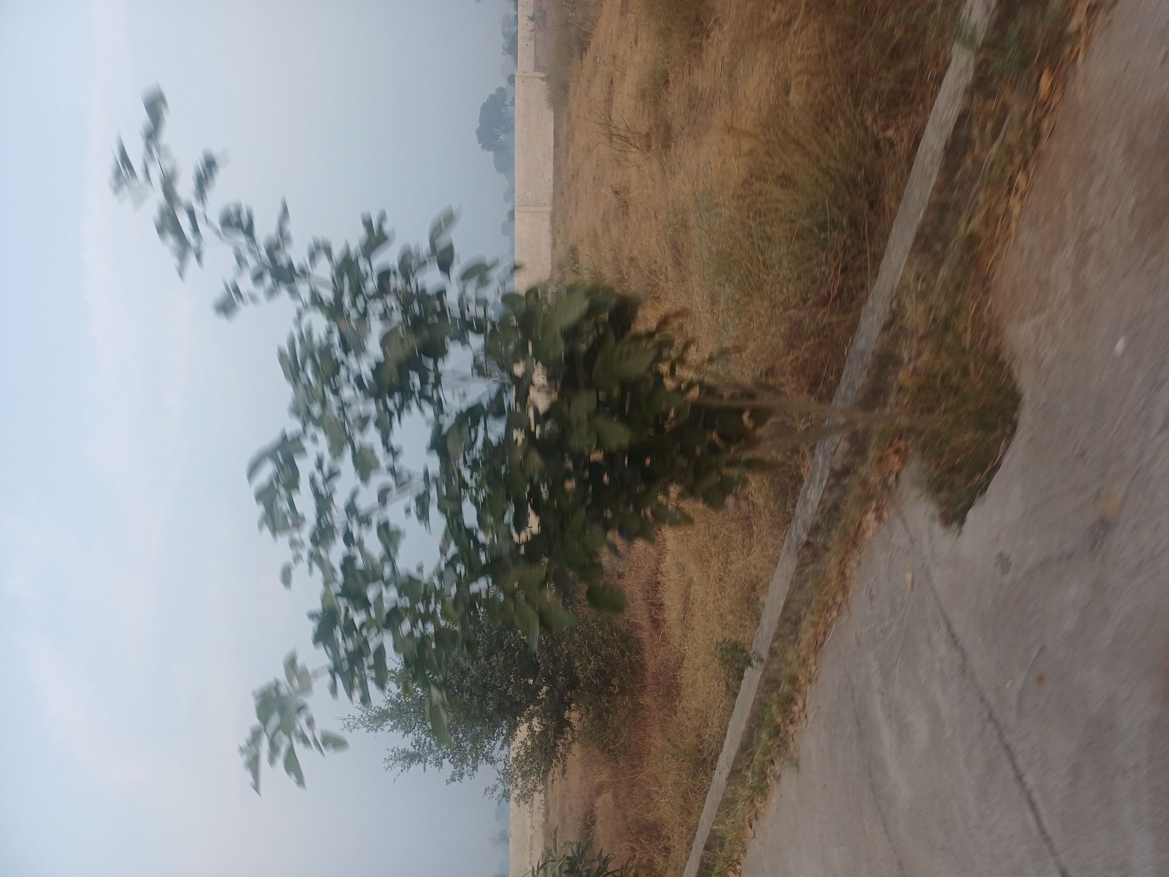 Plot For Sale in Harit City 