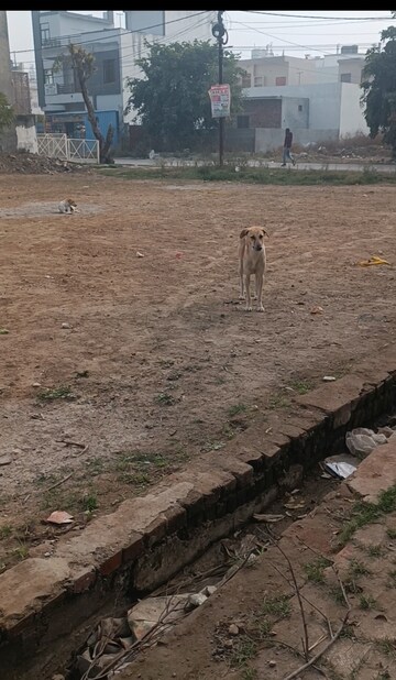 Plot Area in  Plot at Modipuram – for Sale