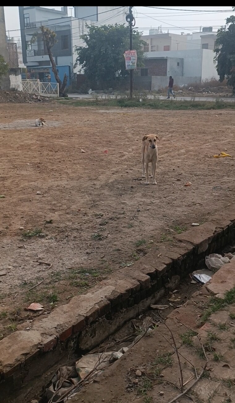 undefined, modipuram  242 Sq.Mt. Plot In Modipuram Meerut 9679856