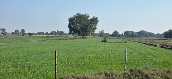Land for Sale in Jewar, Greater Noida