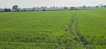  Land For Sale in Jewar