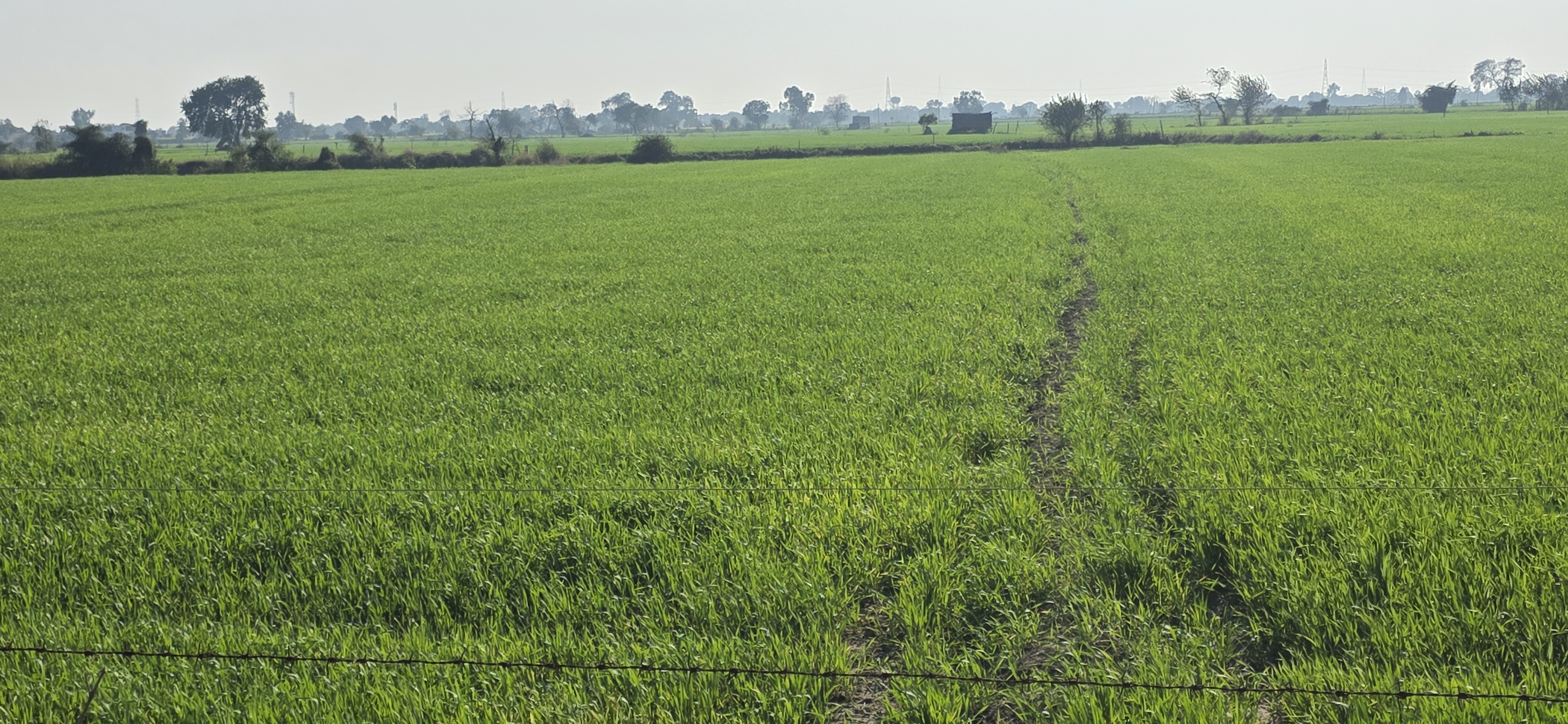 Land For Sale in Jewar