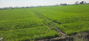 Plot Area in  Land at Jewar – for Sale