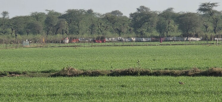 undefined, jewar Commercial Land 7056 Sq.Yd. In Jewar Greater Noida 9683861