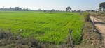 2016 Sq.Yd. Land in Jewar