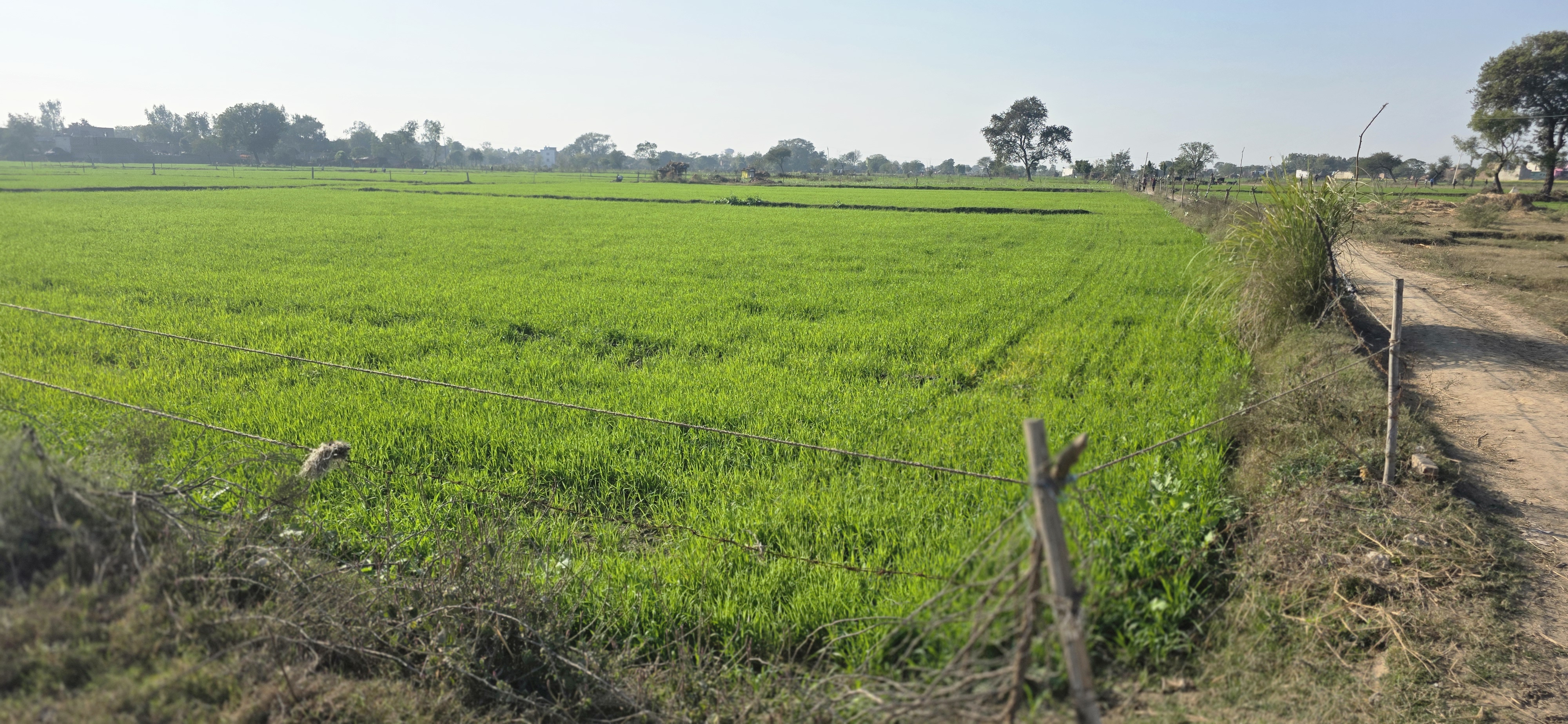 Land For Sale in Jewar