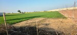 4158 Sq.Yd. Land in Jewar