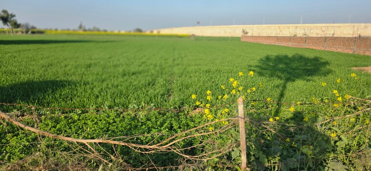 undefined, jewar Commercial Land 4158 Sq.Yd. In Jewar Greater Noida 9685113