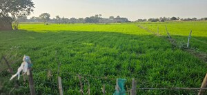  Land For Sale in Jewar