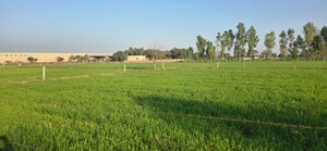 Plot Area in  Land at Jewar – for Sale