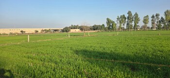 Land for Sale in Jewar, Greater Noida