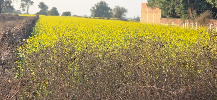 Garden, jewar Commercial Land 6804 Sq.Yd. In Jewar Greater Noida 9686020