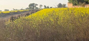  Land – Garden View at Jewar - for Sale