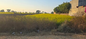 Plot Area in  Land at Jewar – for Sale