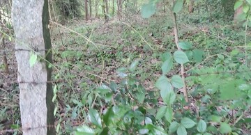  Plot – Exterior View View at Kottayi - for Sale