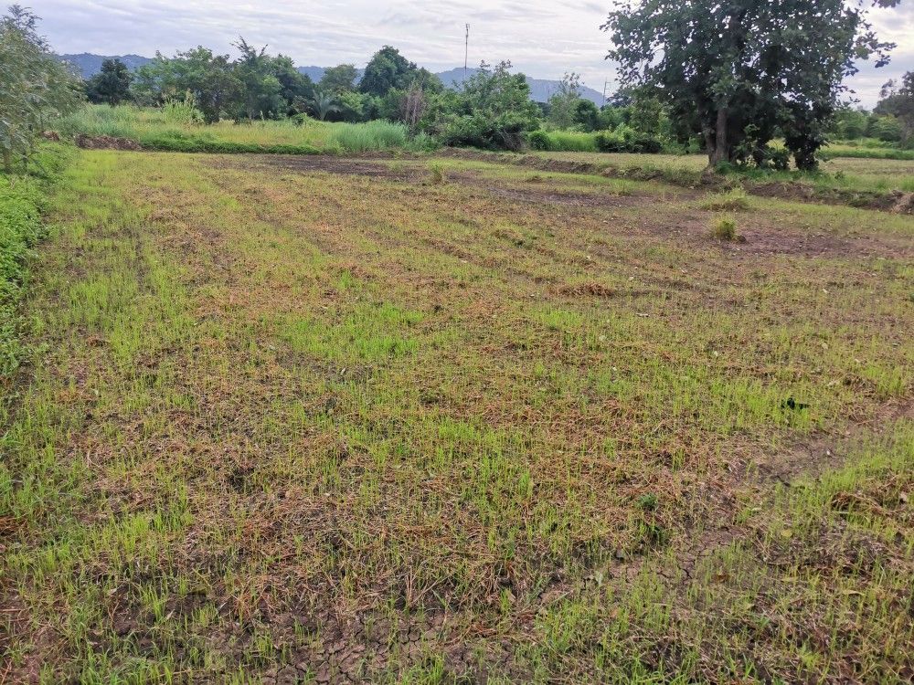 Plot For Sale in Jewar