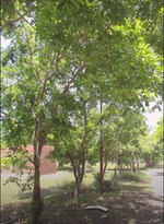 301 Sq.Mt. Plot in 301 Square Meter Plot, se